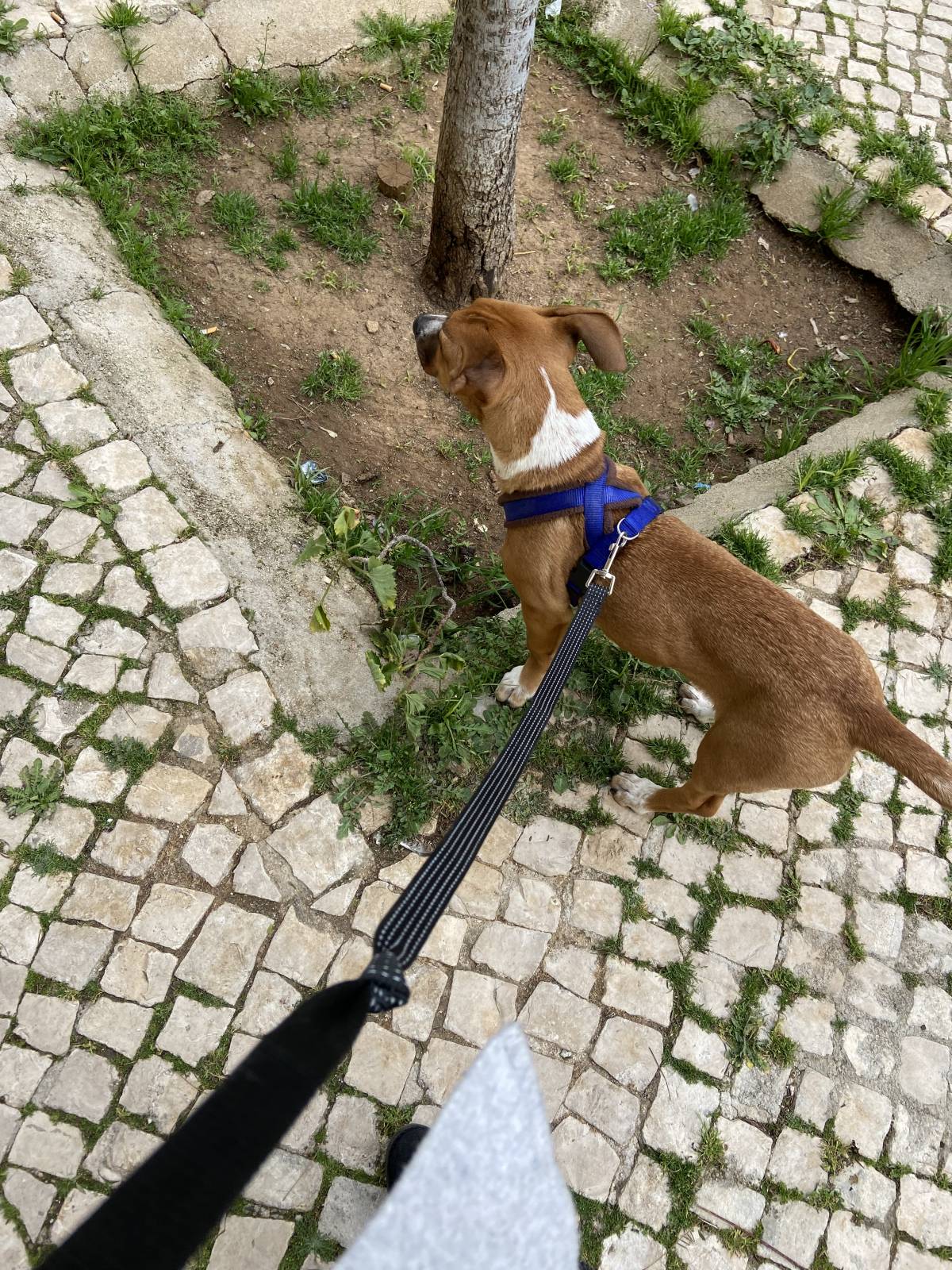 Leonor PetSitting - Lisboa - Dog Walking
