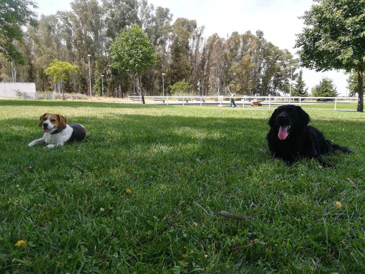 João Maia - Portimão - Dog Training