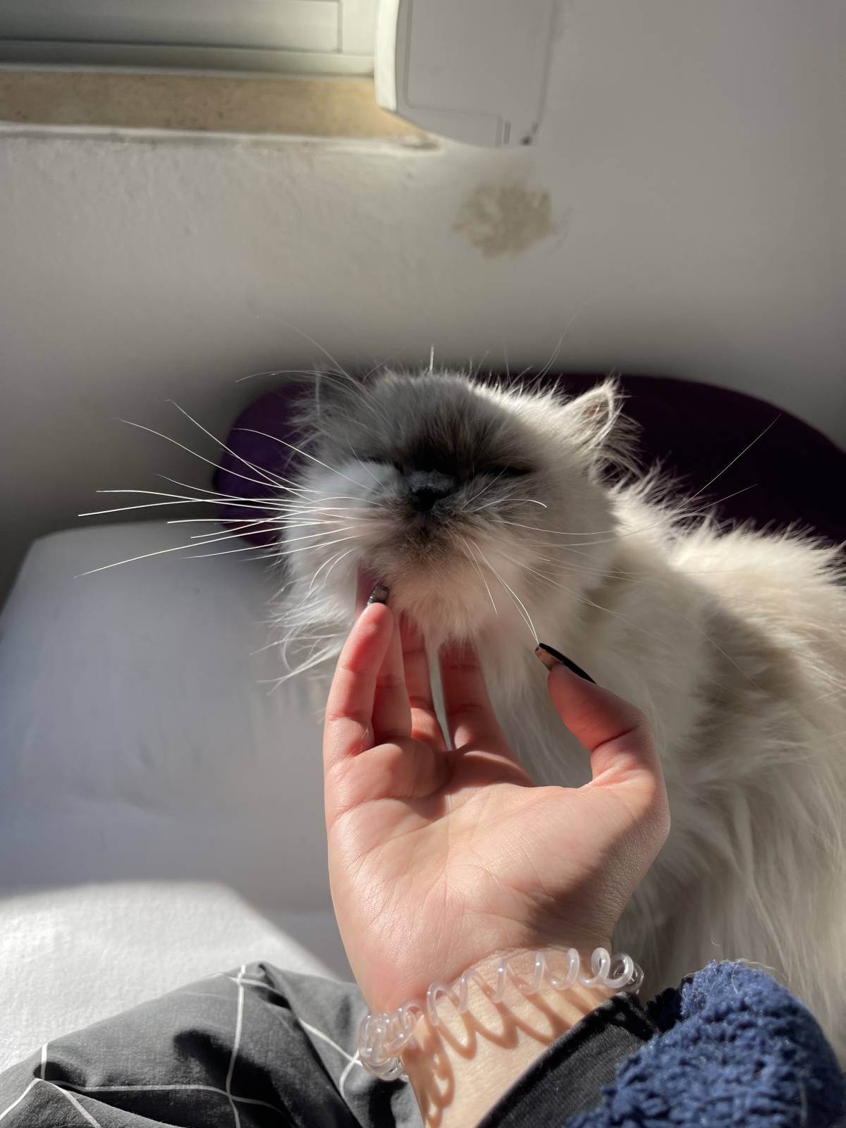 Gabriela Mekkaoui - Oeiras - Cat Sitting