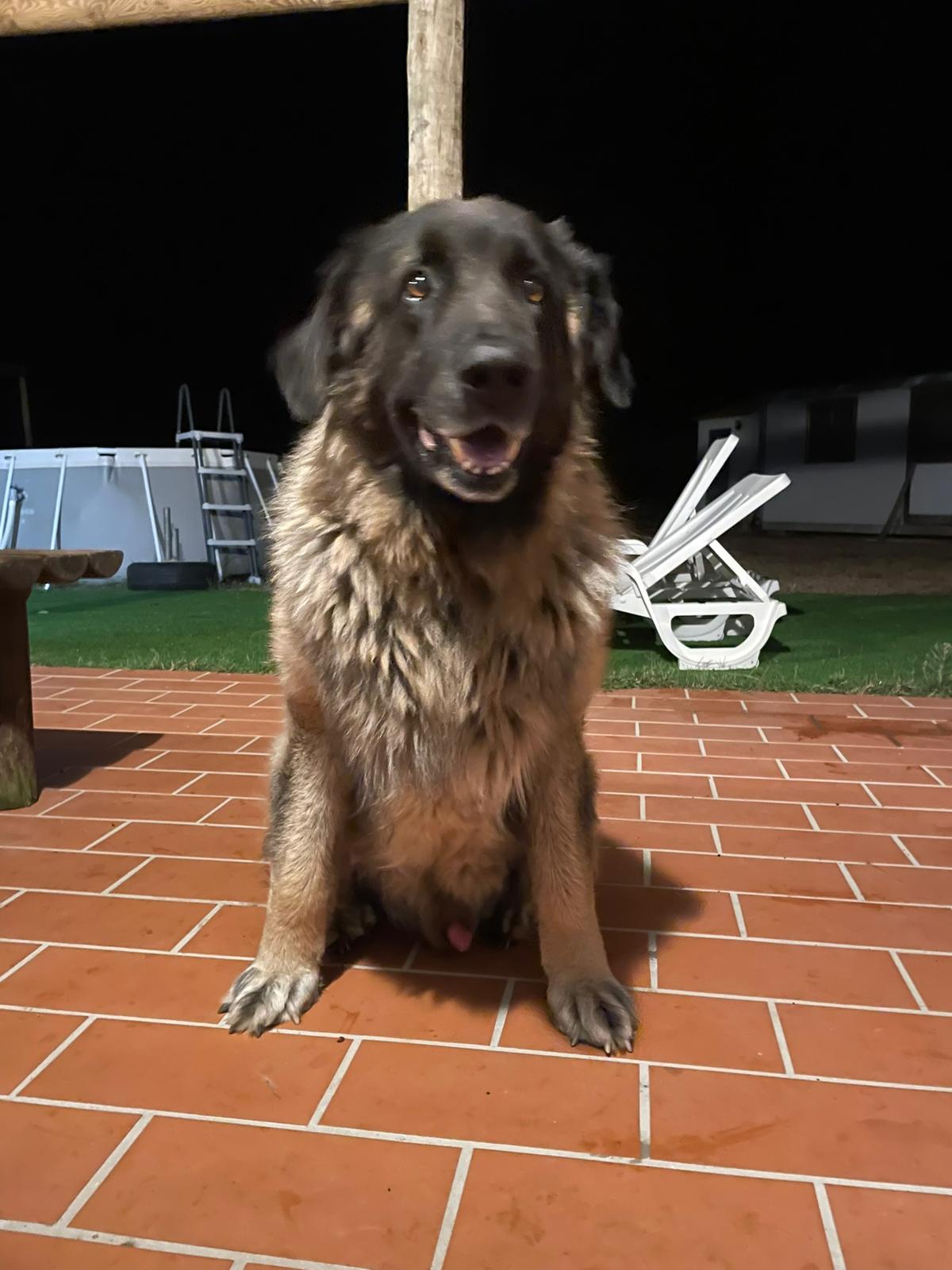 Margarida Mendes - Loures - Banhos e Tosquias para Animais