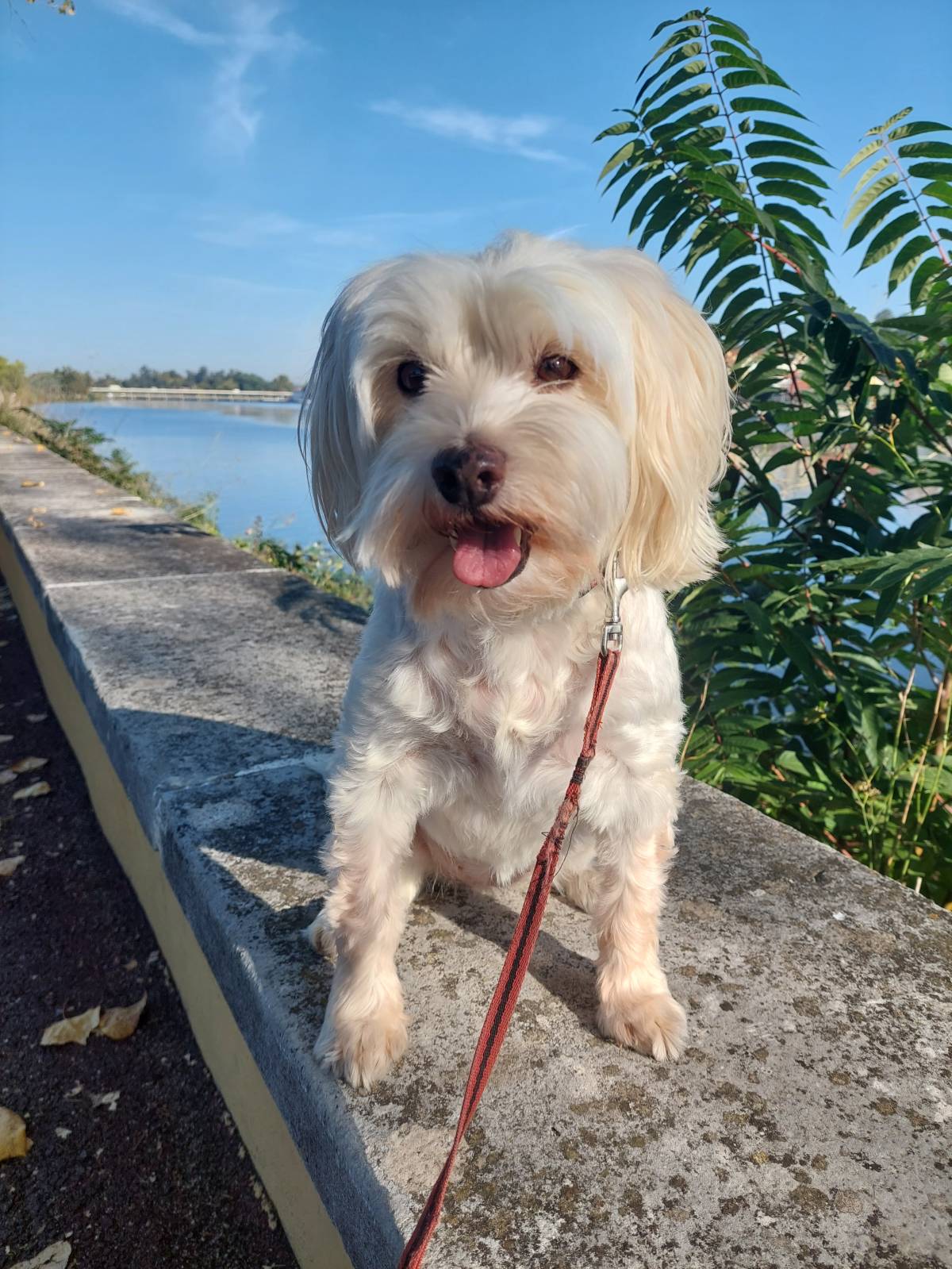WagingWalks - Petsitter& DogWalker Coimbra - Coimbra - Pet Care and Grooming