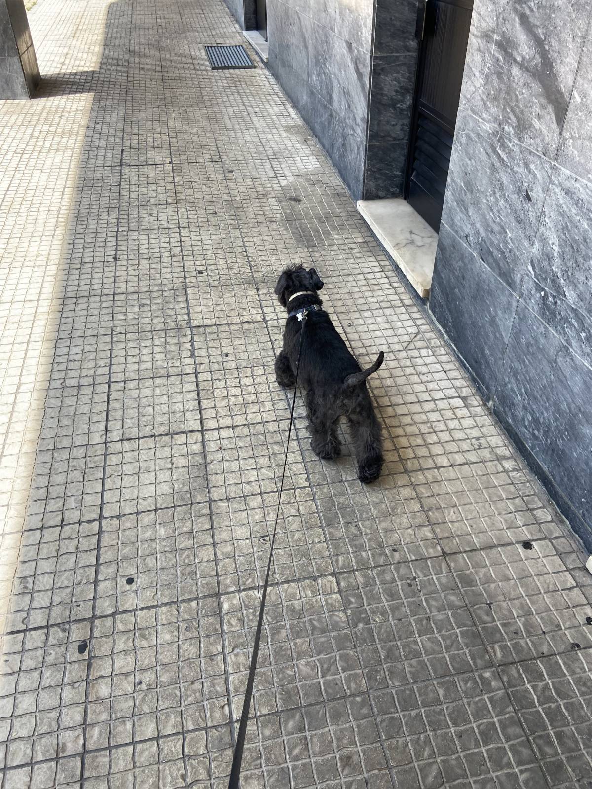 Leonor PetSitting - Lisboa - Cat Sitting