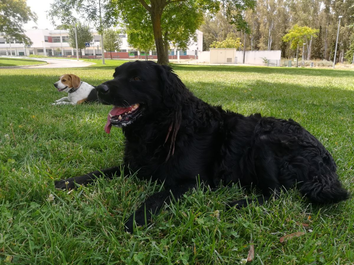 João Maia - Portimão - Pet Boarding and Daycare