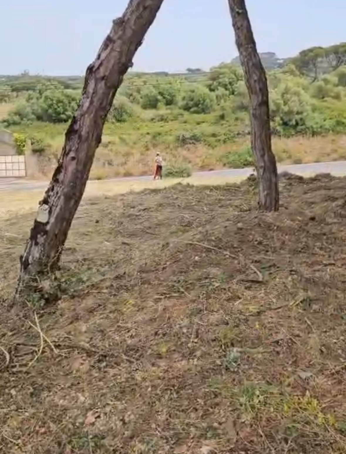 CleanGarden Pro - Sintra - Tree Trimming and Maintenance