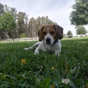 João Maia - Portimão - Dog Hotel