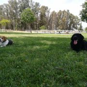 João Maia - Portimão - Dog Training