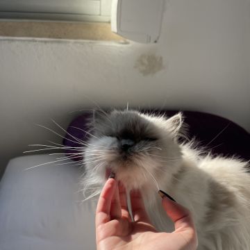 Gabriela Mekkaoui - Oeiras - Cat Sitting