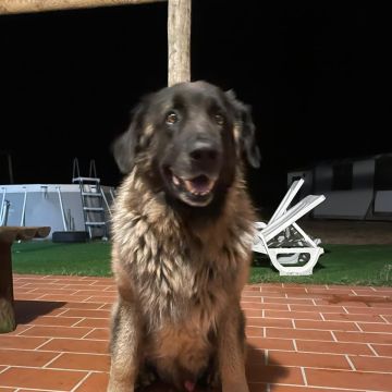 Margarida Mendes - Loures - Banhos e Tosquias para Animais