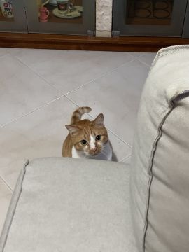 Camila PetSitting - Montijo - Pet Sitting