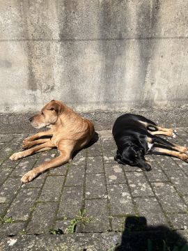Hundepension - Haustierbetreuung und Tierpension