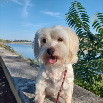 WagingWalks - Petsitter& DogWalker Coimbra - Coimbra - Pet Care and Grooming
