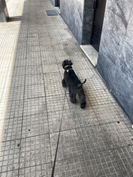 Leonor PetSitting - Lisboa - Cat Sitting
