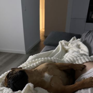 PamPet's - Barreiro - Hospedaje y guarderías de mascotas