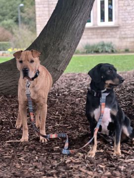 Hundepension