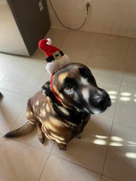Hotel para Cães