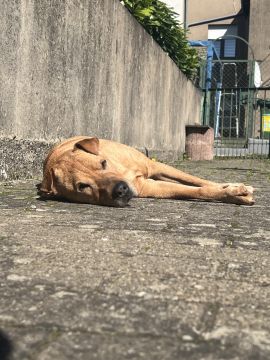 Haustierbetreuung und Tierpension