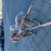 WagingWalks - Petsitter& DogWalker Coimbra - Coimbra - Cat Sitting