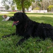 João Maia - Portimão - Pet Boarding and Daycare