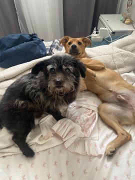 Hotel para Cães