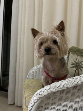 Hotel para Cães