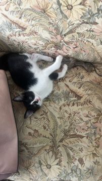 Camila PetSitting - Montijo - Pet Sitting and Walking