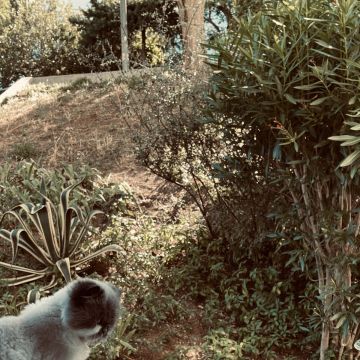 Gabriela Mekkaoui - Oeiras - Dog Walking