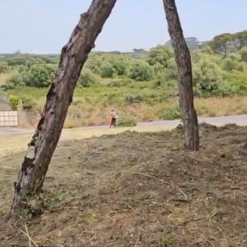 CleanGarden Pro - Sintra - Tree Trimming and Maintenance