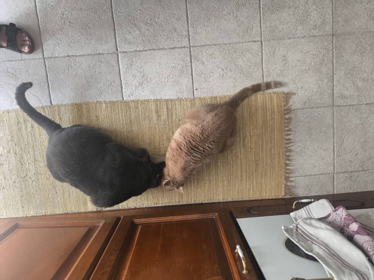 Pet Sitting e Pet Walking