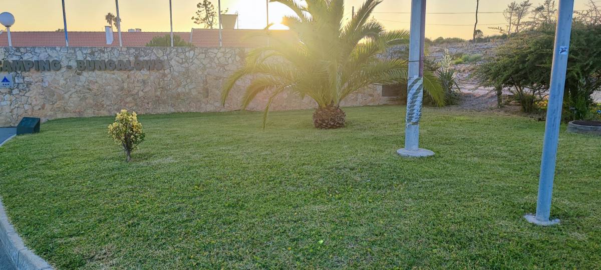 O Algarvio Manutenção de Jardins - Figueira da Foz - Tree Trimming and Maintenance