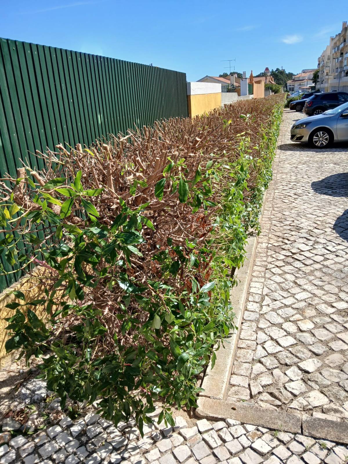 Luiz Wagner - Jardinagem - Amadora - Remoção de Arbustos