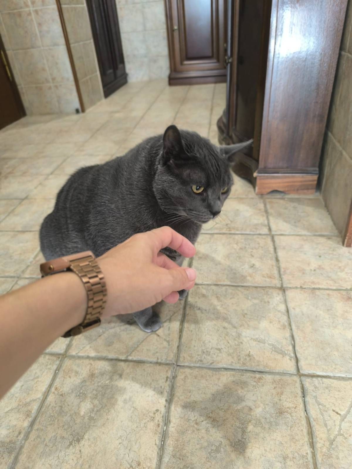 Cat Sitter - Animais