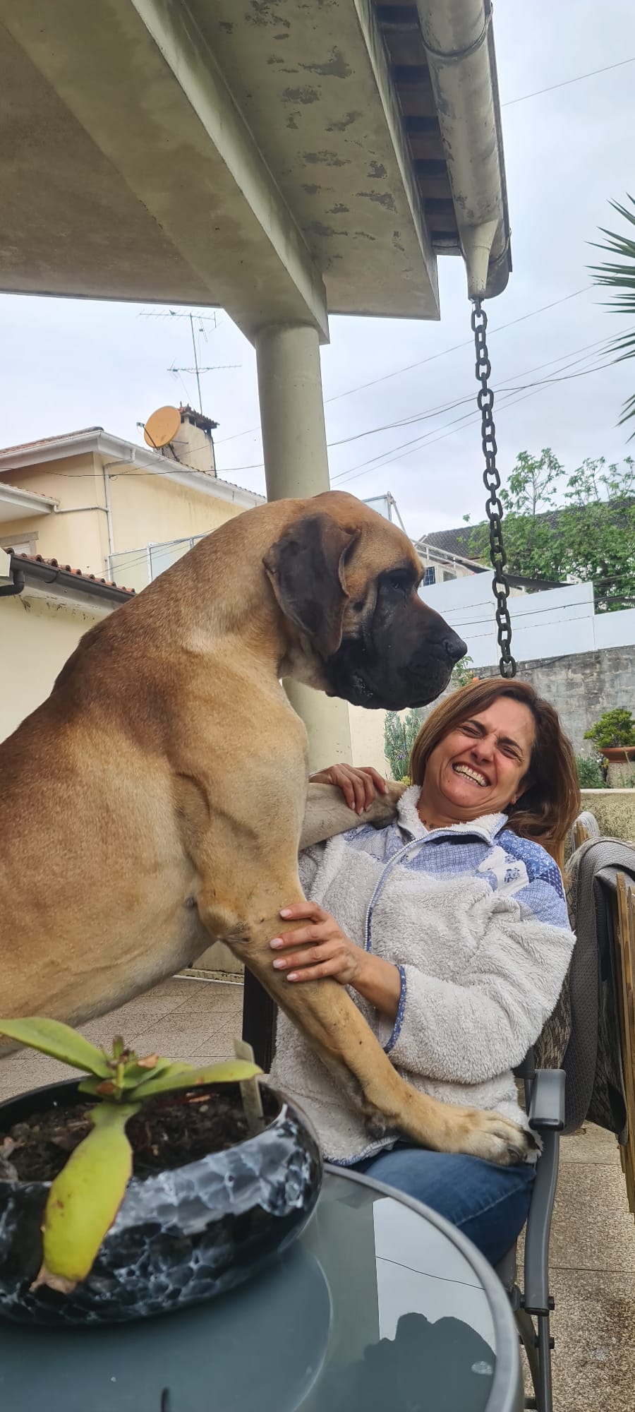 Maria - Braga - Hundeausführung