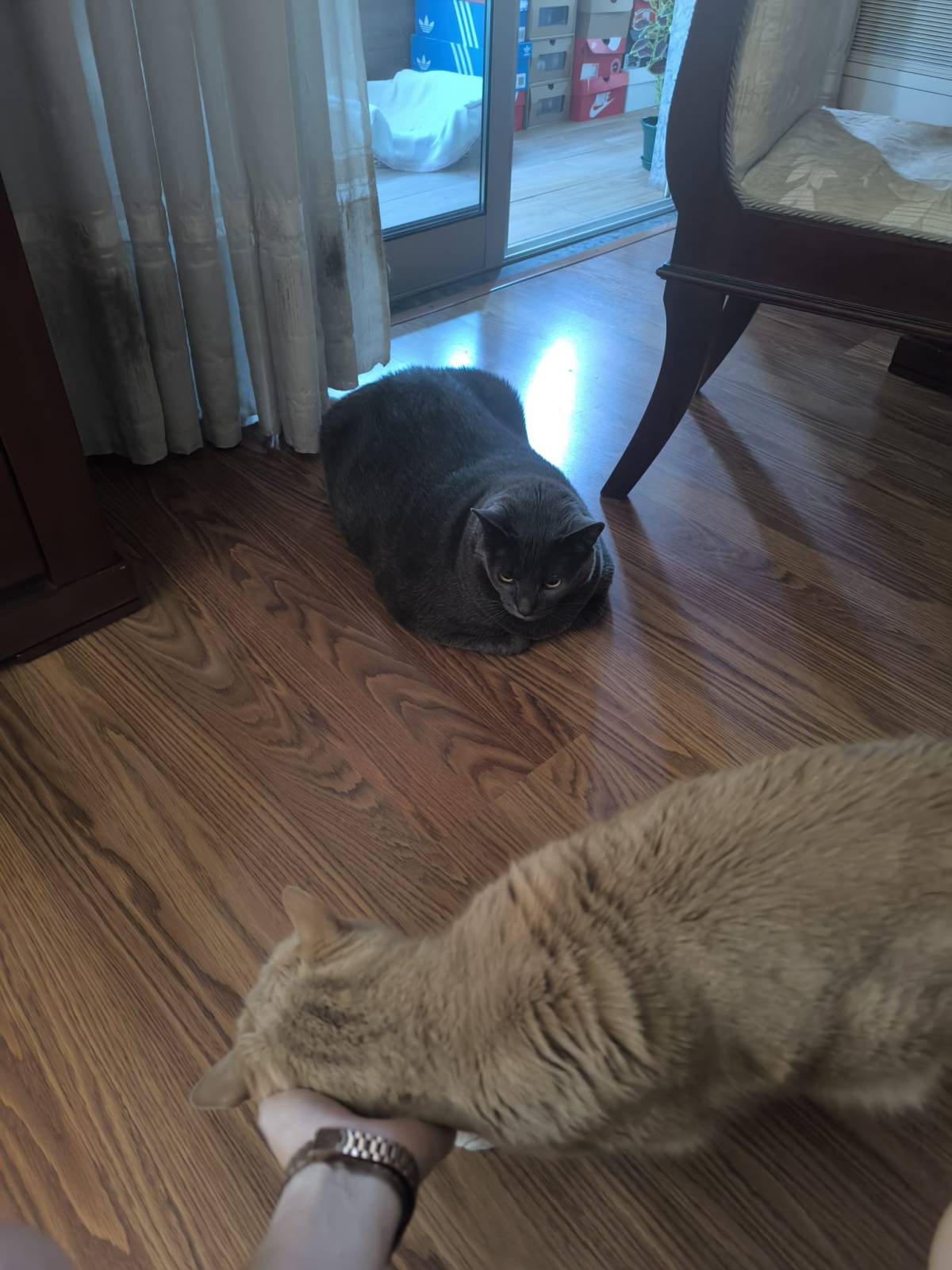 Cat Sitting - Pet Sitting e Pet Walking
