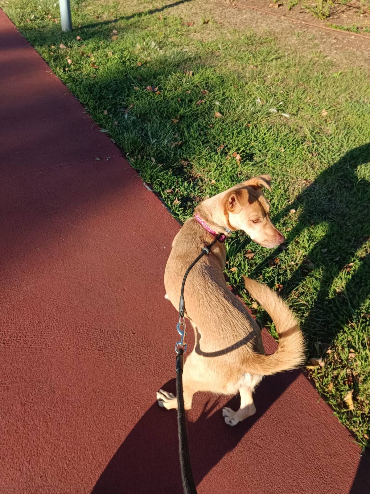Cãoão - Oeiras - Dog Training - Private Lessons