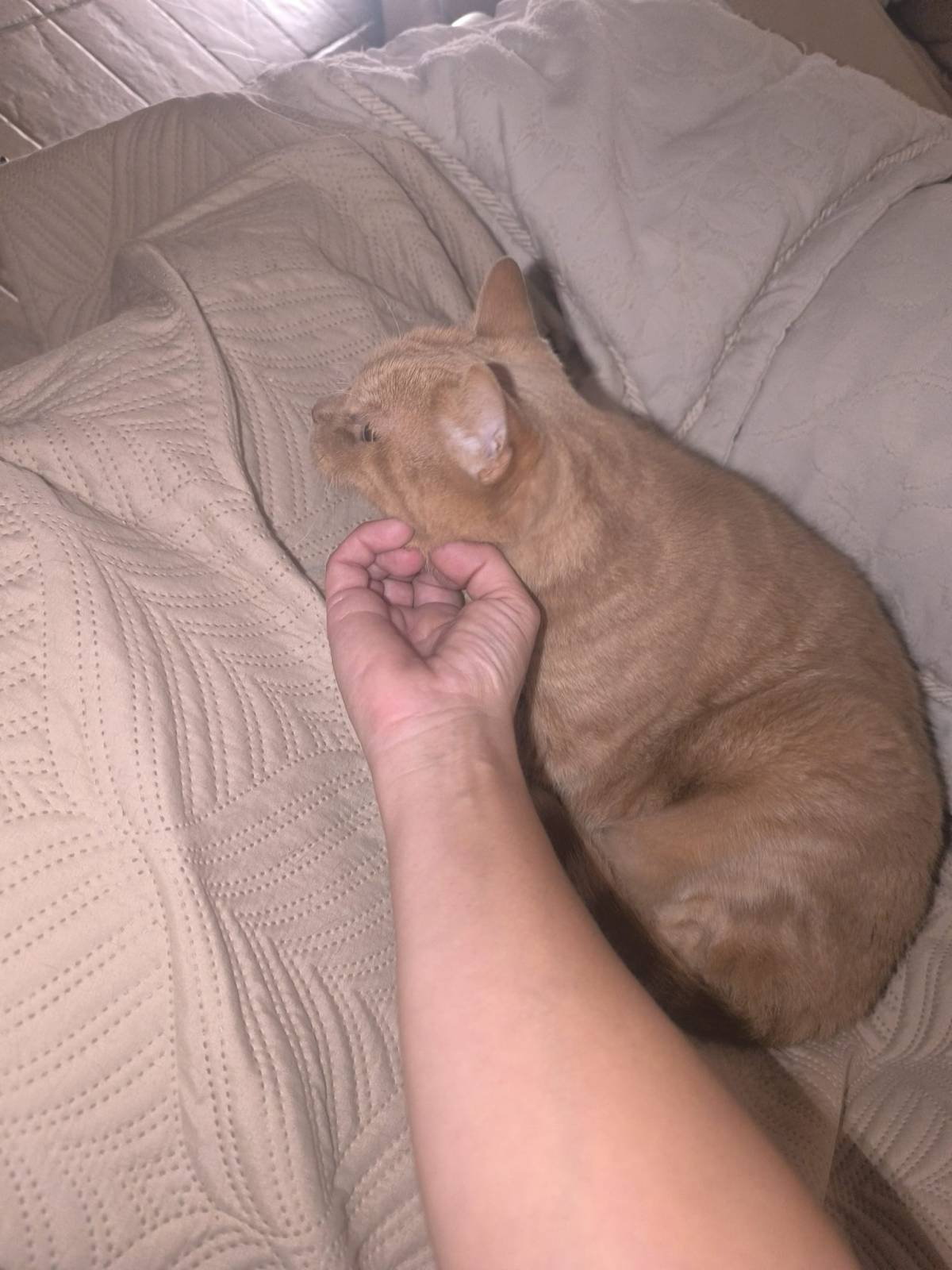 Cat Sitter
