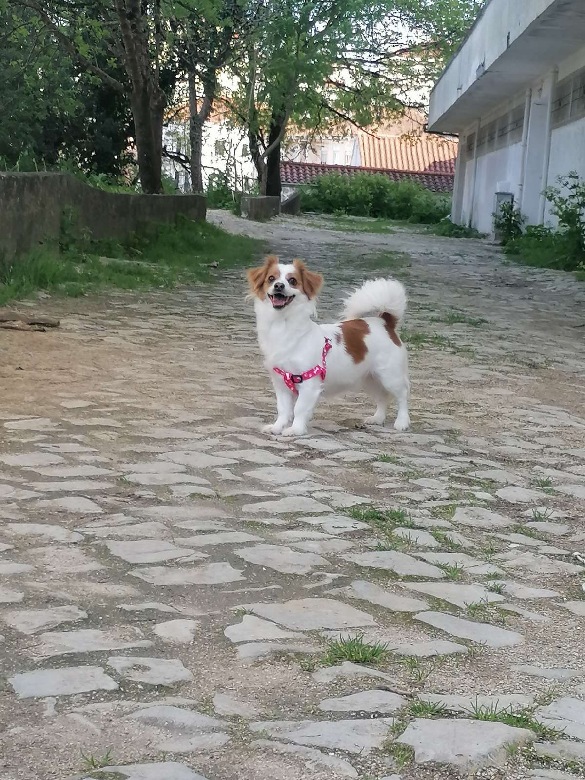 Vitória Galvão - Coimbra - Hôtel pour chats