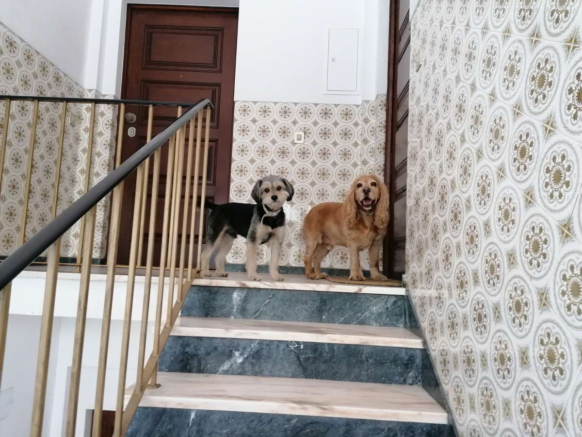Vitória Galvão - Coimbra - Garderie pour chiens