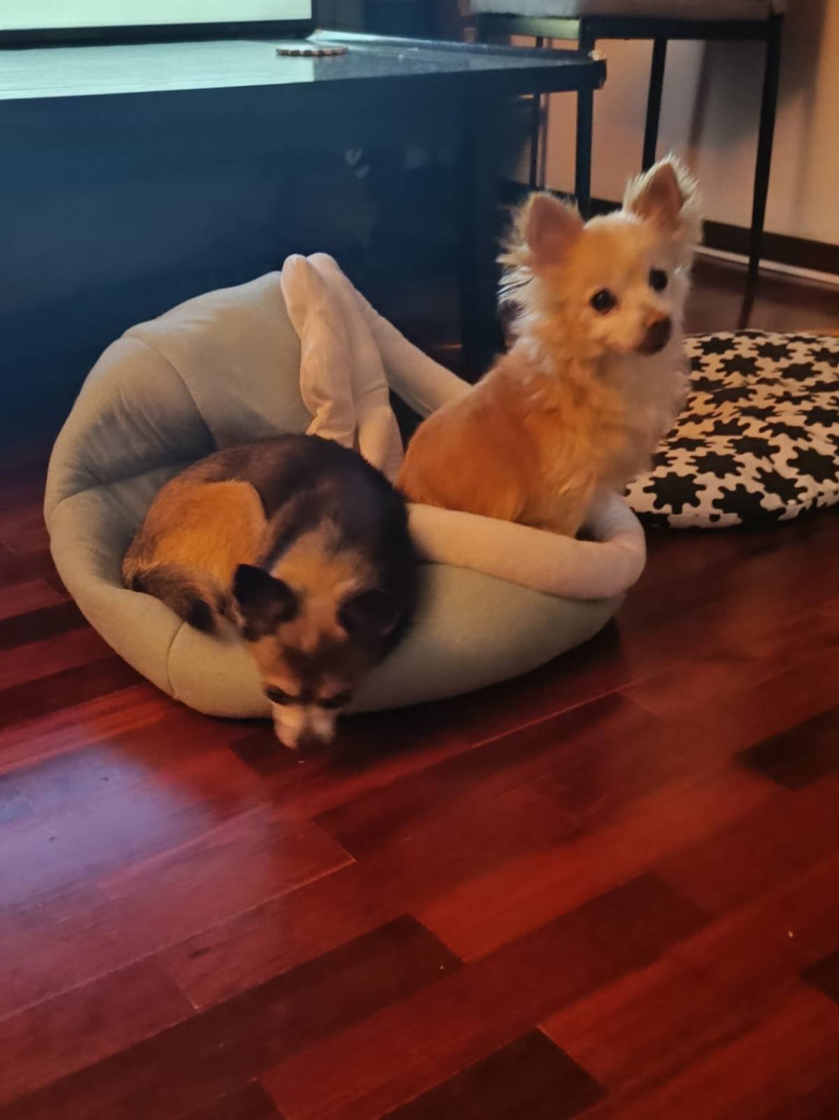 Cãoão - Oeiras - Dog Daycare