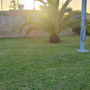 O Algarvio Manutenção de Jardins - Figueira da Foz - Tree Trimming and Maintenance