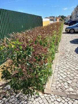 Luiz Wagner - Jardinagem - Amadora - Remoção de Arbustos