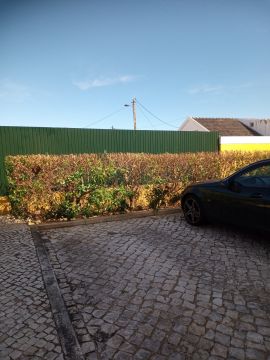 Luiz Wagner - Jardinagem - Amadora - Remoção de Tronco de Árvore