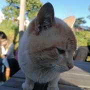 Vitória Galvão - Coimbra - Hôtel pour animaux de compagnie