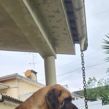 Maria - Braga - Hundeausführung