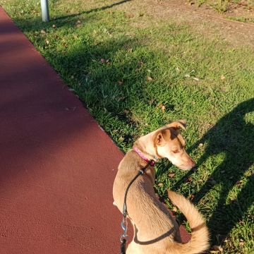 Cãoão - Oeiras - Dog Training - Private Lessons