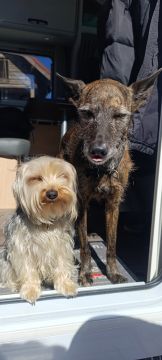 Pet-sitter