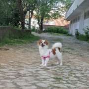 Vitória Galvão - Coimbra - Hôtel pour chats