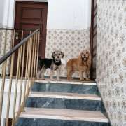 Vitória Galvão - Coimbra - Garderie pour chiens