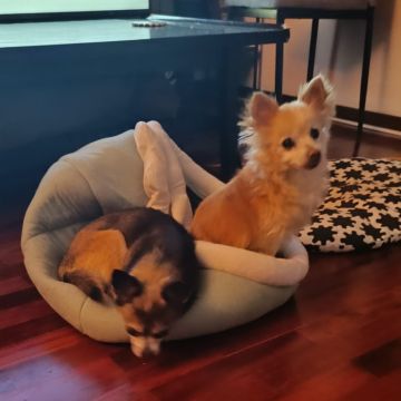 Cãoão - Oeiras - Dog Daycare