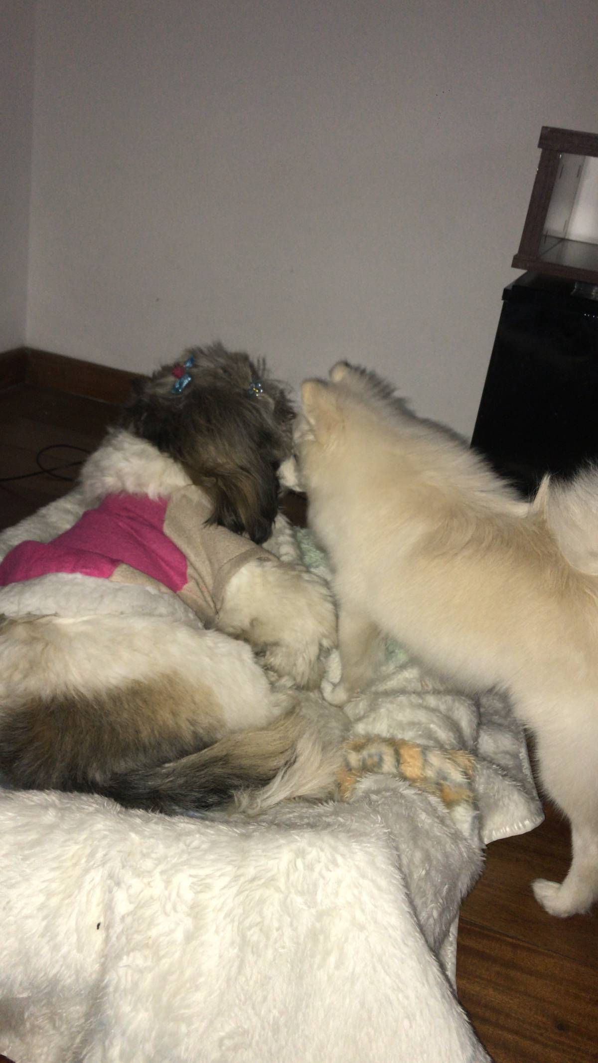 Deisy - Viana do Castelo - Dog Daycare