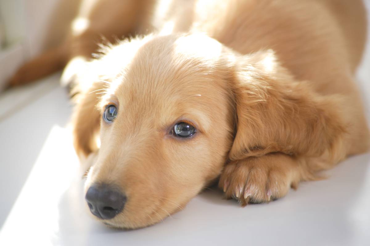 DOG BOUTIQUE HOTEL - Palmela - Haustierbetreuung und Tierpension